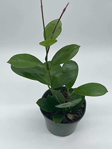 BubbleBlooms Hoya Australis in a 4 inch Pot
