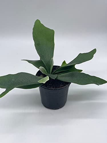 BubbleBlooms Staghorn Fern, in a 4 inch Pot, Platycerium bifurcatum Elkhorn