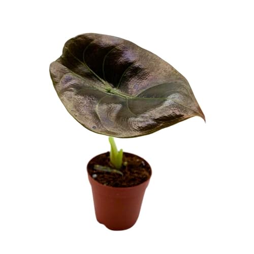 BubbleBlooms Alocasia Red Secrets, 2 inch Cuprea Rare Jewel Alocasia Starter Tiny Mini Pixie Plants