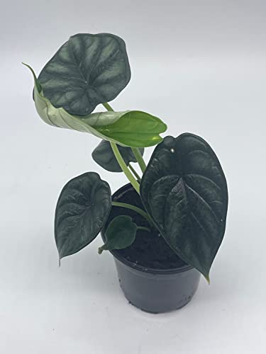 BubbleBlooms Alocasia Dragon Scale, Alocasia Baginda, Black Dragon Scale, Rarest Alocasia, in a 4 inch Pot