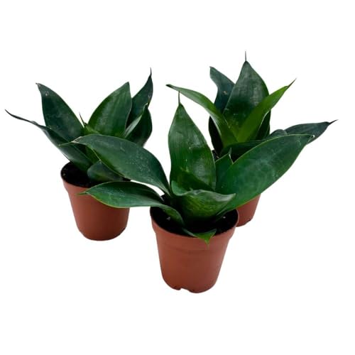 BubbleBlooms Jade Snake Plant 2 inch Set of 3 All Green Dwarf Rosette Sansevieria Tiny Mini Pixie Plants