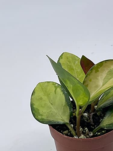 BubbleBlooms Variegated Hoya Australis in a 2 inch Pot, Live Rooted Potted Rare Succulent