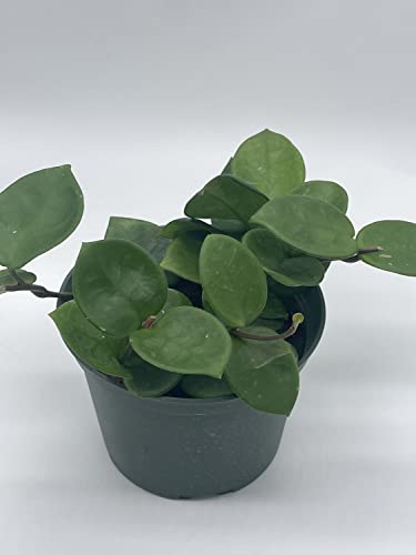 BubbleBlooms Hoya Chelsea Carnosa in a 6 inch Pot