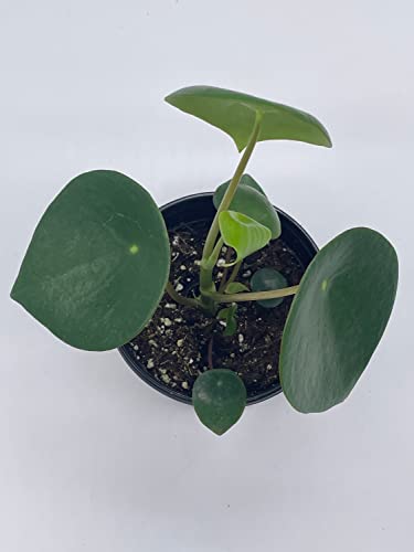BubbleBlooms Peperomia Polybotrya in a 4 inch Pot Raindrop Tear Drop Pilea Pixie