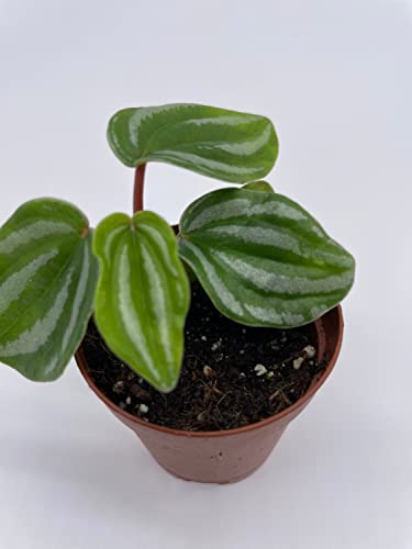 BubbleBlooms Peperomia Mini Watermelon in a 2 inch Pot, Pep verschaffeltii