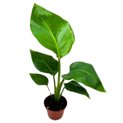 BubbleBlooms Giant White Bird of Paradise, 4 inch Strelitzia nicolai, Wild Banana