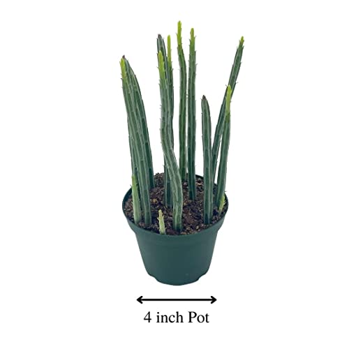 BubbleBlooms Kleinia stapeliiformis in a 4 inch Pot Pickle, Candle Stick Cactus