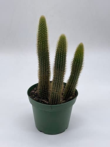 BubbleBlooms Golden Column, Echinopsis Spachiana, 4 inch