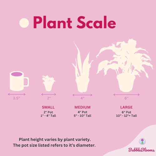 BubbleBlooms Rare Alocasia Assortment, 2 inch Set of 3, Jewel, Jacklyn, Cuprea Pixie Plants