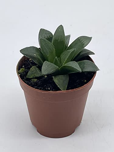BubbleBlooms African Emeralds, in a 2 inch Pot Rare Haworthia Retusa