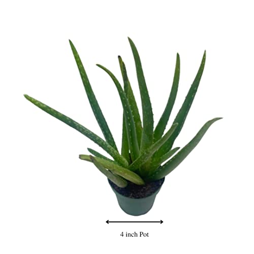 BubbleBlooms Aloe Vera Plant in a 4 inch Pot