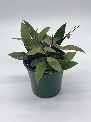 BubbleBlooms Hoya Gracilis, Rare Limited Live Plant, in 4 inch Pot