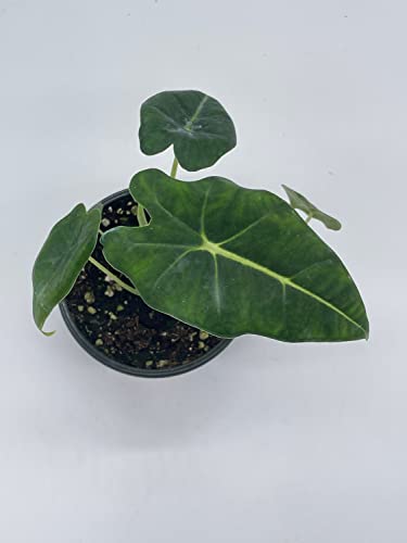 BubbleBlooms Alocasia Micholitziana, Velvet Elvis, 4 inch