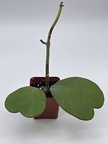 BubbleBlooms Hoya Kerrii Hearts On The Vine, with at Least 2+ Hearts, Vining Plant in a 2 inch Pot Well Rooted