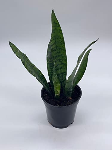 BubbleBlooms Green Snake Plant in a 4 inch Pot All-Green Dracaena trifasciata, Cow's Tongue, Lengua de Vaca