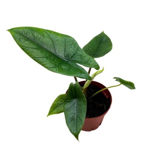 BubbleBlooms Alocasia Scalprum in a 4 inch Pot