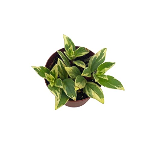 BubbleBlooms Columnea Light Prince Goldfish Plant 2 inch hirta Lipstick Tiny Mini Pixie Arrangement-Sized Plant