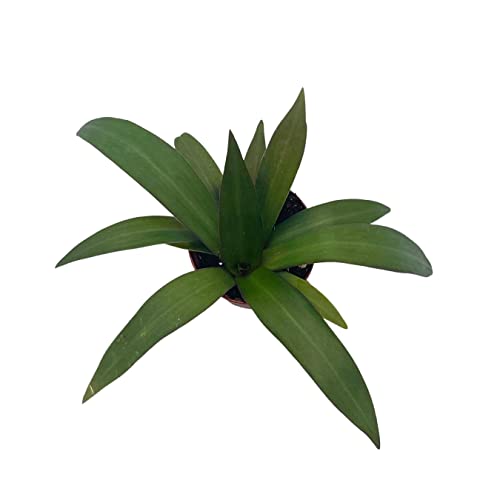 BubbleBlooms Green Moses in The Cradle in a 2 inch Pot Tradescantia spathacea Tiny Mini Pixie Plant
