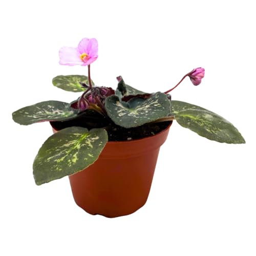 Harmony Foliage African Violet Genetic Blush, Mosaic Variegated 4 inch Pink Flower