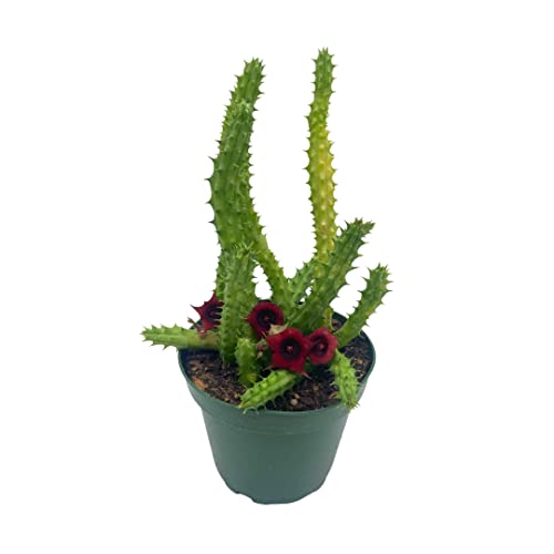 BubbleBlooms Huernia Red Dragon Stapelia Cactus/Huernia penzigii, in 4 inch Pot