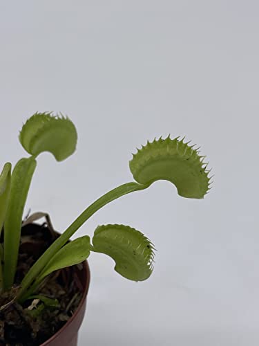 BubbleBlooms Carnivorous Plant in 2 inch Pot, Perennial Living Bug Catcher Tiny Mini Pixie Plant