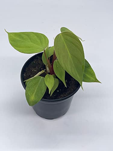 BubbleBlooms Fuzzy Petiole Philodendron Nangaritense in a 4 inch Pot