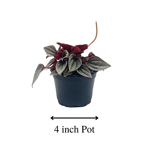 BubbleBlooms Peperomia Mendoza, 4 inch Rare Pep