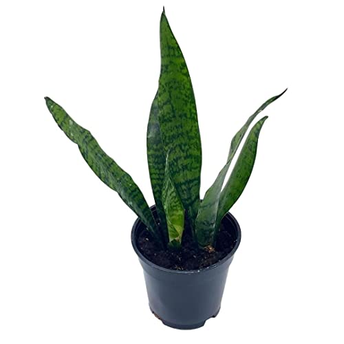 BubbleBlooms Green Snake Plant in a 4 inch Pot All-Green Dracaena trifasciata, Cow's Tongue, Lengua de Vaca