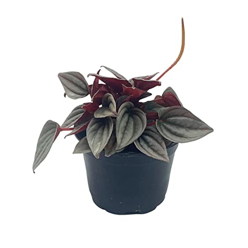 BubbleBlooms Peperomia Mendoza, 4 inch Rare Pep
