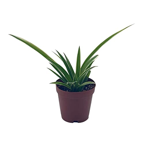 BubbleBlooms Spider Plant, Chlorophytum comosum, Limited, in a 2 inch Pot Tiny Mini Pixie Plant