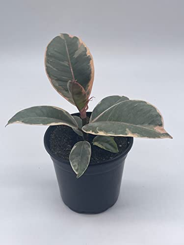 BubbleBlooms Ficus Tineke in a 4 inch Pot Variegated Elastica Rubberplant, Pink and White Rubber Plant