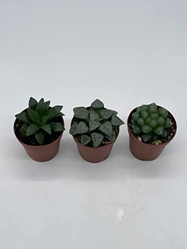 BubbleBlooms Rare Haworthia Assortment, 3 Hard to find Haworthias, Grower's Choice