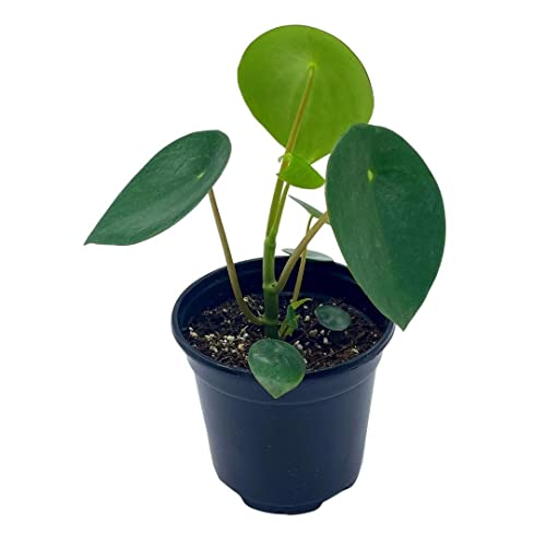 BubbleBlooms Peperomia Polybotrya in a 4 inch Pot Raindrop Tear Drop Pilea Pixie