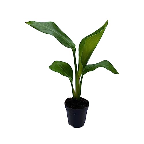 BubbleBlooms Strelitzia White Bird, White Bird of Paradise, Wild Banana in 2 inch Pot