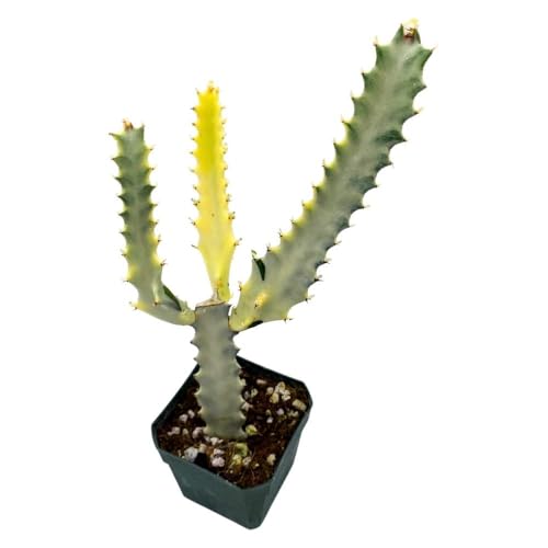 BubbleBlooms Ghost Variegated Euphorbia Trigona, 2.5 inch, White African Milk Tree, Albino Cactus