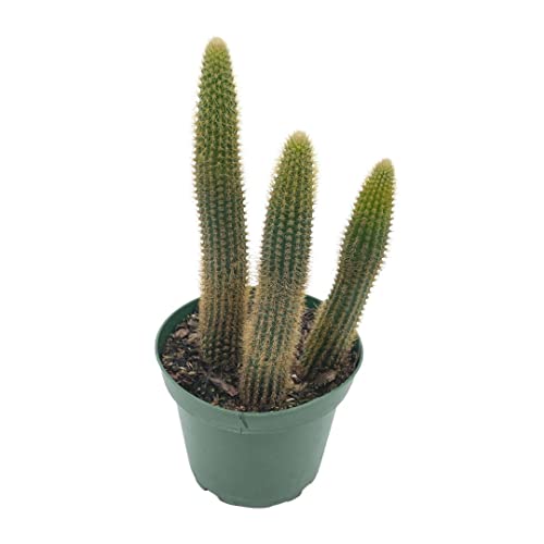 BubbleBlooms Golden Column, Echinopsis Spachiana, 4 inch
