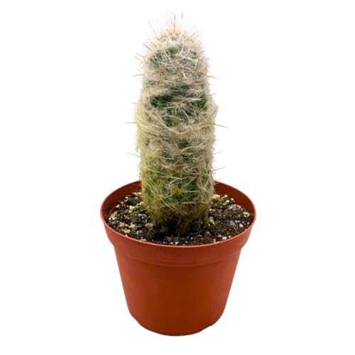 BubbleBlooms Silver Torch Cactus 6 inch