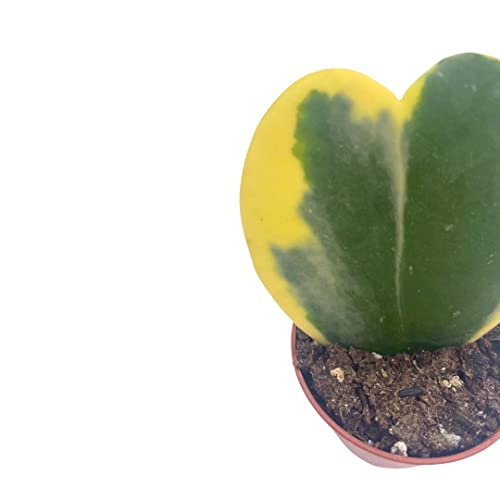 BubbleBlooms Variegated Hoya Kerrii Heart in a 2-inch Pot Sweetheart Mother's Day Plant