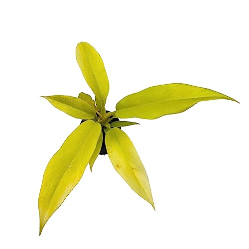 BubbleBlooms Phildendron Golden Gator in a 2 inch Pot, Rare Philo Gold Crocodile, Tiger Tooth