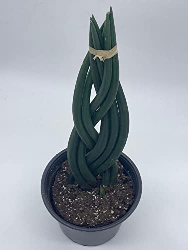 BubbleBlooms Braided sansevieria, Dragon Fingers, 6 inch Pot