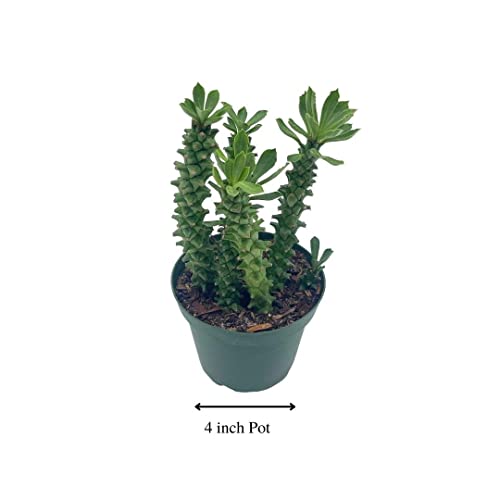 BubbleBlooms Euphorbia Ritchiei, in a 4 inch Pot