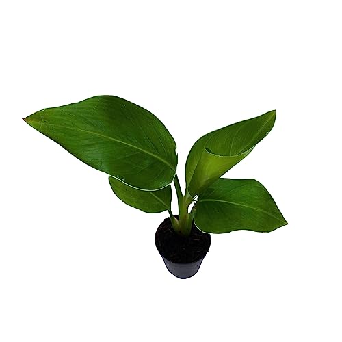 BubbleBlooms Strelitzia White Bird, White Bird of Paradise, Wild Banana in 2 inch Pot