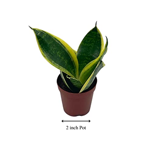 BubbleBlooms Varigated Snake Plant in a 2 inch Pot Sansevieria Dracaena trifasciata Tiny Mini Pixie Plant