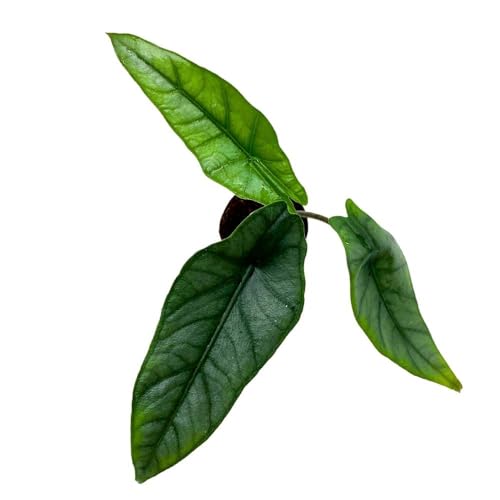 BubbleBlooms Alocasia Dragon's Breath 2 inch Rare Jewel Alocasia Alocasia Heterophylla Tiny Minix Pixie Plant