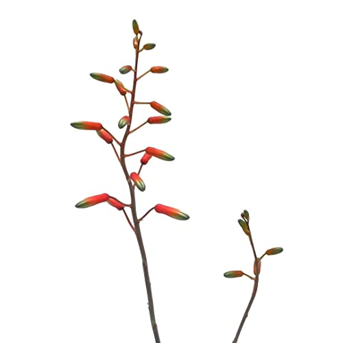 BubbleBlooms White Aloe in a 4 inch Pot Aloe rauhii Reynolds, Snowflake Aloe