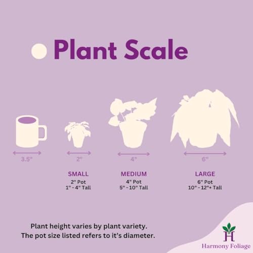 Harmony Foliage Harmony's African Violet Assortment, 2 inch Set of 3, Rare Mini Saintpaulia Violets Gesneriads