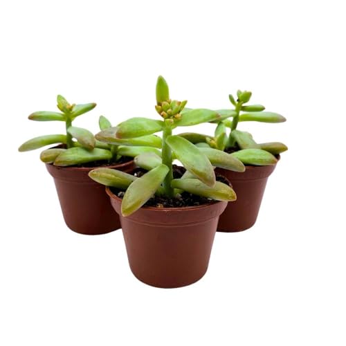 BubbleBlooms Coppertone Stonecrop, 2 inch Set of 3, Sedum Adolphi Garden Succulents Tiny Mini Pixie