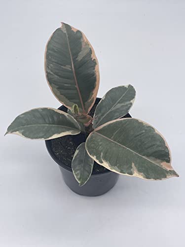 BubbleBlooms Ficus Tineke in a 4 inch Pot Variegated Elastica Rubberplant, Pink and White Rubber Plant