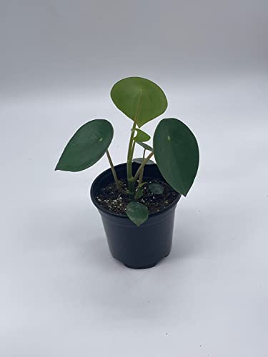 BubbleBlooms Peperomia Polybotrya in a 4 inch Pot Raindrop Tear Drop Pilea Pixie