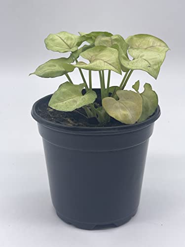 BubbleBlooms Syngonium Cream Podophyllum in a 4 inch Pot